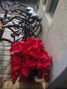 Bikes may remind us of springtime, but these poinsettias tell us it is winter. (St. Augustine FL)
