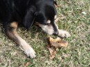 And not to leave anyone out, we bring a nice big beef bone for Lady. (Rivers Edge Marina, St. Augustine FL)