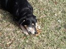 "It means I wound up with the best gift in the house," says Lady as she chews on her bone, "and I am NOT sharing!"  (Rivers Edge Marina, St. Augustine FL)