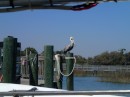 Goodbye, Mr. Pelican! We shall miss you and all our friends here in St. Augustine, but do not worry: We shall return!