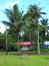 A typical American Samoan house nestles behind tall palm trees.