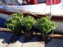 Once Preston is safely down from atop the mast, Ann pauses on her way up  B-Dock to admire these datil pepper plants a neighbor has placed on the pier. (Rivers Edge Marina, St. Augustine FL) 