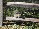 A squirrel ventures out into the sunlight, no doubt looking for spring.