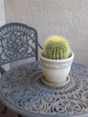 Meet golden barrel cactus Bill, the Tucson mascot of our English friends Mike & Toni, whose condo we occupy in January. 