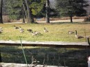 It is mid-February now, and the Canada geese still ply the yard adjacent to Charlies.