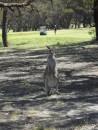 ...while Ann takes photos of this roo and her joey.