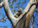 After leavintg the lighthouse and museums, we stop in Cape Otway National Forest where we come upon a colony of koalas. (See sub-album KOALAS UP IN THE OLD GUM TREE.)