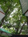 Towering shade trees filter sunlight between umbrellas. (Puerto Plata, Dominican Republic)