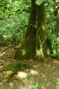 Tropical "hollolw" tree trunk in archaeological area.