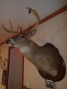 This handsome buck is the focal point of décor at Happy Daze. Hunting and fishing are major pastimes in this part of the country, and more often than not we find the bar TV tuned to an outdoor sportsman network. (Not very appetizing, but when in Rome....)