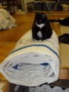 You have heard of the cat on the mat? This tuxedo kitty (aptly named Anchor) is "anchoring" our sail for us until we pick it up from the Irish Sail Lady where we have left it off for repairs.