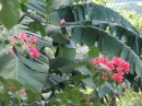 Flora abounds at Tubagua Plantation Eco Village.