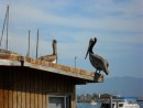 Another type of sea life -- the pelican -- poses for a photo on a rooftop we pass on the way to the fish market.