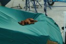 This boatyard dog must have been a sailor who got left behind in port. We fed him for a few days until he was adopted by one of the workers at Baja Naval.