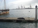 While varnishing on deck, Ann spotted this sea lion resting on the next pier.
