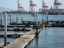 The combined weight of these sea lions, called "sea wolves" in Mexico, is almost more than these docks can support.