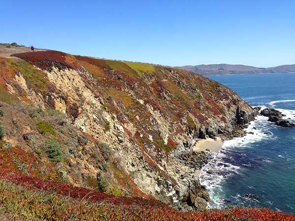 Multi-color Ice Plant at Bodega Head, looking south