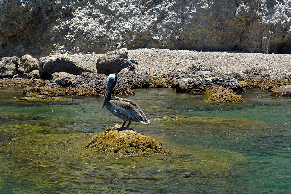 Pelican at Roca Solitaria