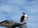 Our resident Osprey keeping watch over Cruiseport Marina.