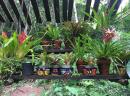 Tropical Plants in Mexican pots, just one of the lovely displays at the Vallarta Botanical Gardens.