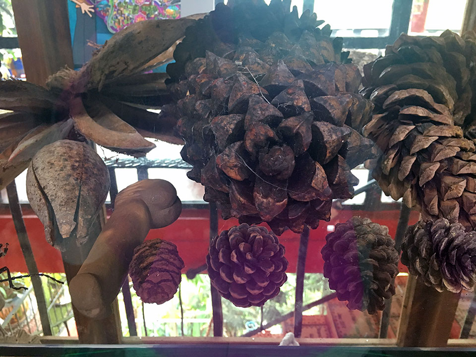 The Vallarta Botanical Gardens has a nice little natural history museum next to the restaurant... One of these things is NOT like the others?! Maybe the title of this collection was "Seed Pods"? 