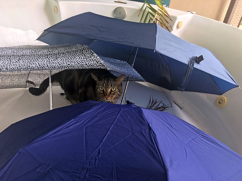Tosh loved the aftermath of Tropical Storm Pilar... playing among the umbrellas set out to dry!