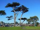 Cypress trees at Lovers Point Park, Monterey.