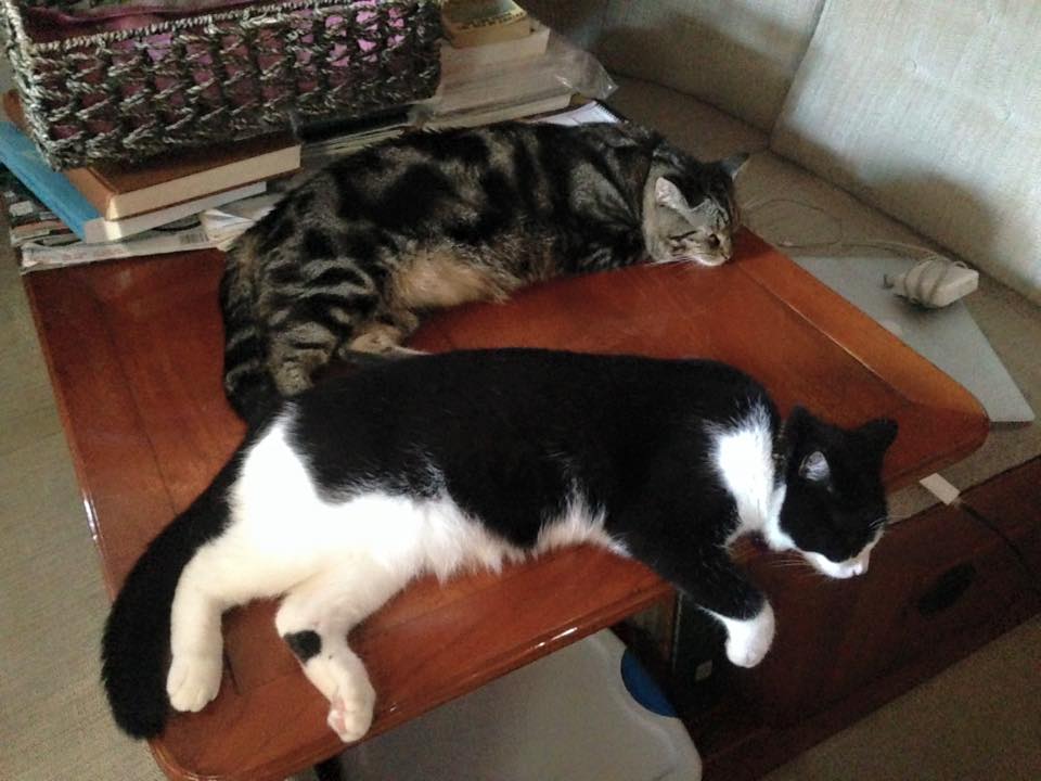Tosh & Tikka beating the heat in La Paz, sleeping on the salon table under the A/C unit...they