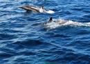 We were treated to 20+ minutes of a pod of 40-50 dolphins riding our bow wake, leaping, diving, and playing with us between Puerto Escondido and Loreto.