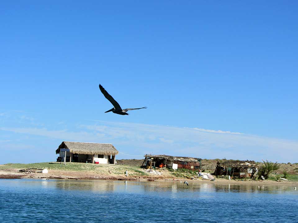 Lucky shot! A pelican glides by the fishing camp on the point at Bahia Santo Domingo.