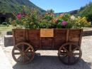 This cute flower cart in front of the mission boasts one of every type of native Baja flower blooming. 