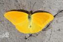 One of the billions and billions of yellow mariposas migrating south through the Loreto area this past week.