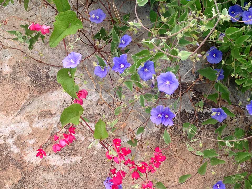 Wild flowers were out in full bloom, including these hot pink coral bush and lavender-colored morning glories...
