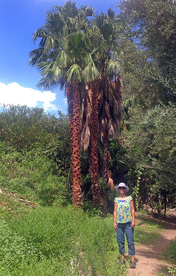 Heidi among the date palms in the San Javier gardens.