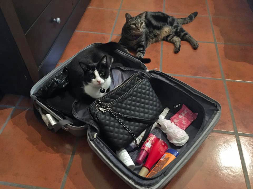 Tikka & Tosh contemplated stowing away in Vivy