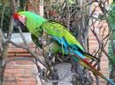 One of two Great Green Macaws...their wings are clipped so they can