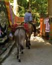 No cars, but plenty of burros, mules, and horses here in Yelapa!