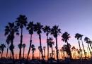 A California Classic: Redondo Beach palm trees and sunset.
