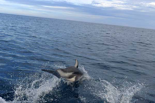 Pacific White-sided Dolphin.