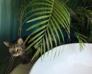 Tosh-the-Jungle-Cat loves how his stripes really camouflage him when he