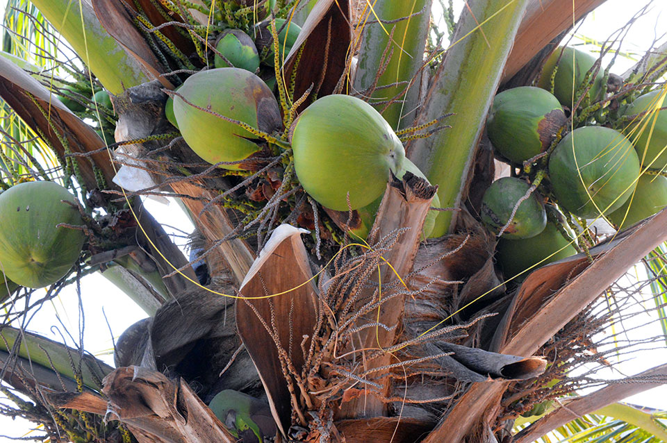 Coco... young coconuts ready to be harvested for their coconut water: just lop off the top with a machete, insert a straw, and drink. Don