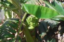Bananas growing outside of the marina...not quite ripe in time for us to pick!
