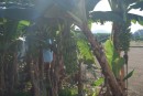 Banana trees at their various stages
