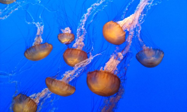Amazing jellies!