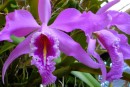 Ecuadorian orchids