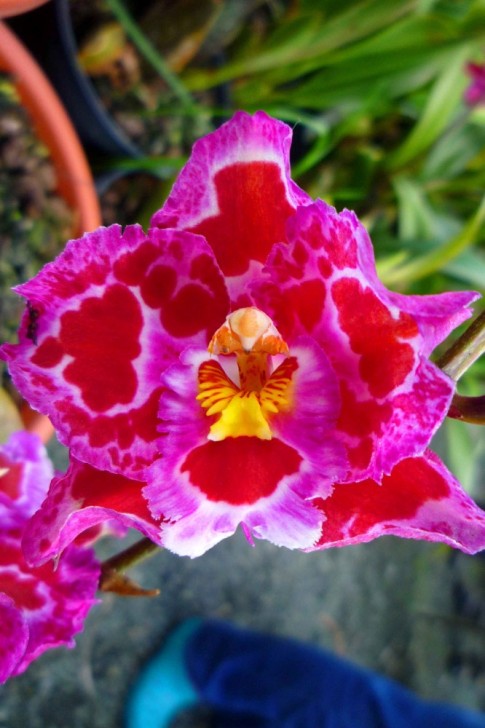 Ecuadorian orchid