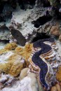 moray and giant clam