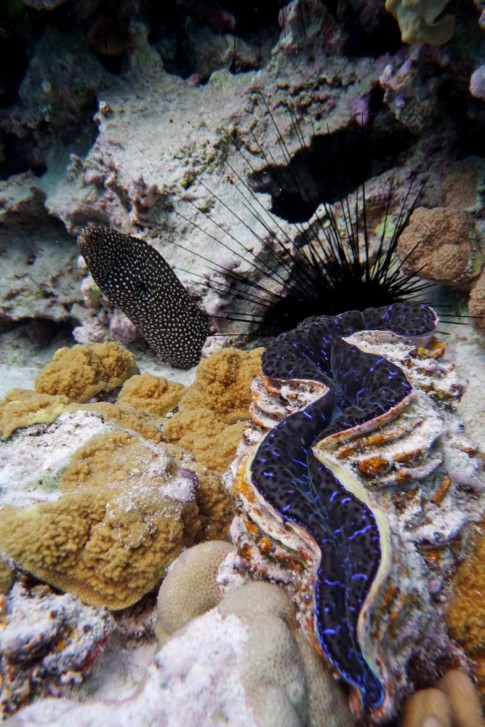 moray and giant clam