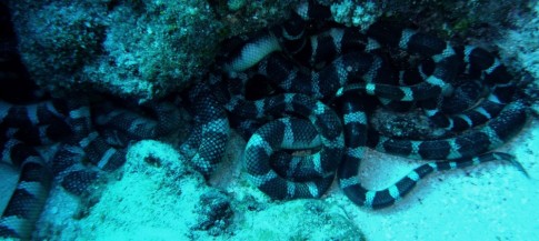 bundle of sea snakes in Sea Snake Gully