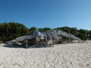 They have a sperm whale skeleton on the beach.